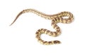 snake hypo banana california kingsnake