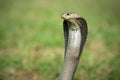 Snake Indonesia cobra ( Naja kaouthia ) on the green grass
