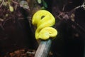 Snake inhabitant of the Moscow Zoo