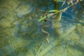 Snake inside a lake with fish