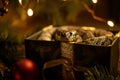 Snake inside open gift, surprise element, soft backlight, eyelevel, suspenseful , Prime Lenses Royalty Free Stock Photo