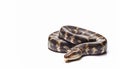 Snake on isolated white background