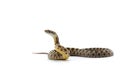 rat snake attack pose isolated on white background Royalty Free Stock Photo