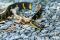 Mangrove cat eyed snake