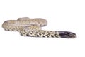 Snake Lampropeltis Getula Splendida Isolated
