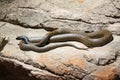 A snake is laying on a rock Royalty Free Stock Photo