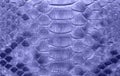 Snake leather as a background or texture. Scaly python skin closeup. Violet toned. Trendy color of year 2022