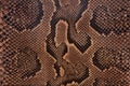 Snake leather texture