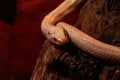 Snake leucistic texas rat Royalty Free Stock Photo