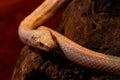 Snake leucistic texas rat Royalty Free Stock Photo