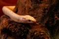 Snake leucistic texas rat Royalty Free Stock Photo