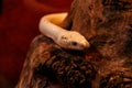 Snake leucistic texas rat