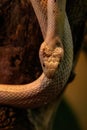 Snake leucistic texas rat Royalty Free Stock Photo