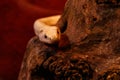 Snake leucistic texas rat Royalty Free Stock Photo