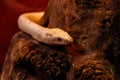 Snake leucistic texas rat