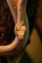 Snake leucistic texas rat Royalty Free Stock Photo