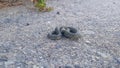 Snake lies on the road