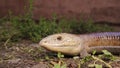 Snake or lizard. Burton`s legless lizard: Lialis burtonis. reptile, wildlife