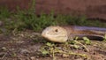 Snake or lizard. Burton`s legless lizard: Lialis burtonis. reptile, wildlife