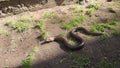 Snake or lizard. Burton`s legless lizard: Lialis burtonis. reptile, wildlife