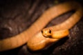 Snake on log