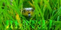 Snake in long green grass with supporting text Royalty Free Stock Photo