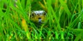 Snake in long green grass with supporting text Royalty Free Stock Photo