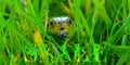 Snake in long green grass with supporting text Royalty Free Stock Photo