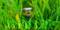 Snake in long green grass with supporting text Royalty Free Stock Photo