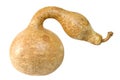 Snake looking Gourd Royalty Free Stock Photo