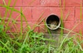 A snake looking outside from a small pipe hole in the park wall Royalty Free Stock Photo