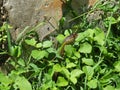 Snake looks out of grass