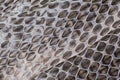 Snake moult closeup Royalty Free Stock Photo
