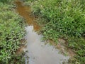 Snake in muddy water in wetland with green plants