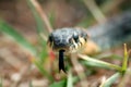 Snake Natrix hunting in green grass at summer day Royalty Free Stock Photo