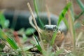 Snake Natrix hunting in green grass at summer day Royalty Free Stock Photo
