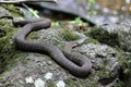 Snake in nature Royalty Free Stock Photo