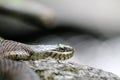 Snake in nature Royalty Free Stock Photo