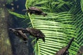 The snake necked turtle Royalty Free Stock Photo