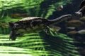 The snake necked turtle Royalty Free Stock Photo