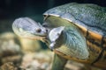 The snake-necked turtle swims in the water in search of food