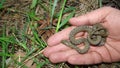 Exotic veterinarian examines a water snake in the woods. wildlife vet. Biologist