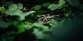 Snake peeks out from around leaves in forest , concept of Camouflaged predator