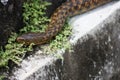 Snake in Periyar national park