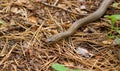 Snake on pine tree needles in the forest