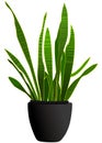 Sleek and smooth snake plant in vibrant green