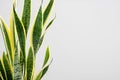 Snake Plant Close up on White Wall. Decor house plant with copy space