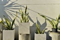 Snake plant in concrete pot Royalty Free Stock Photo