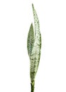 Snake Plant, Dracaena trifasciata leaves, Tropical foliage isolated on white background, with clipping path