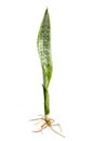 Snake Plant, Dracaena trifasciata leaves, Tropical foliage isolated on white background, with clipping path